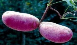 息烽八月瓜免费吃,息烽免费尝鲜之旅